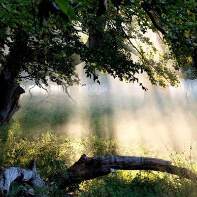 一肖三码手机app下载